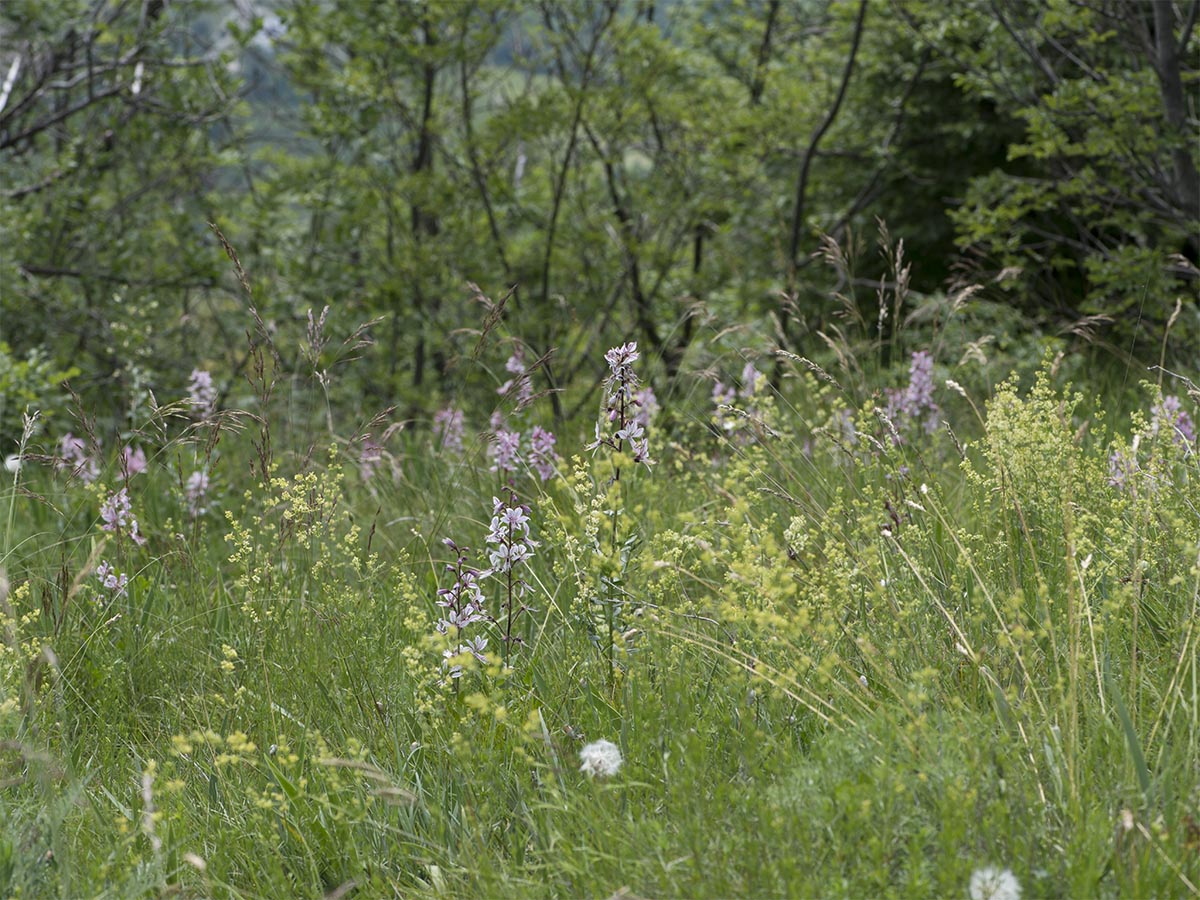 Dictamnus albus
